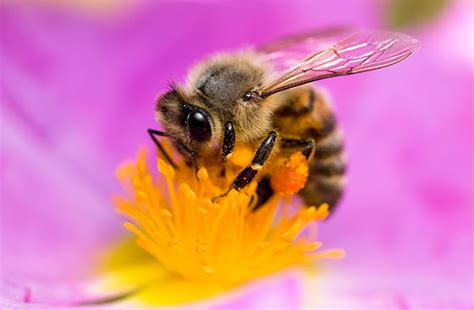 are bees and flowers mutualism, a fascinating exploration of nature's symbiotic wonders beyond the obvious