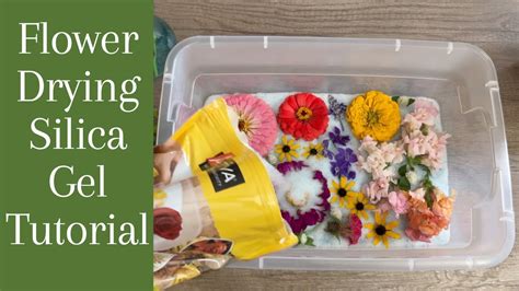 how to dry flowers in silica gel while exploring the history of floral preservation