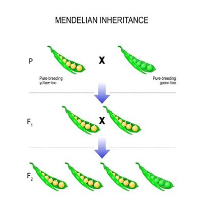 true breeding definition biology: Exploring the Intricacies of Heredity Beyond Mendelian Genetics