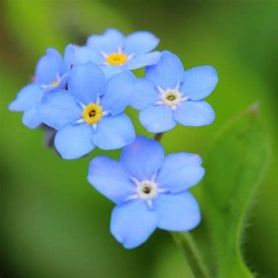 where to buy forget me not flowers: Exploring the Enigmatic Charm and Unique Avenues for Acquisition