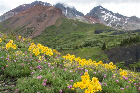 Where to See Wild Flowers Near Me and the Beauty of Nature's Canvas